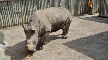 Nosorožec v keňské rezervaci