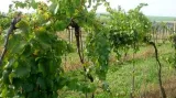 Zloději očesali z vinohradu v Tupesích 1 400 kilogramů hroznů