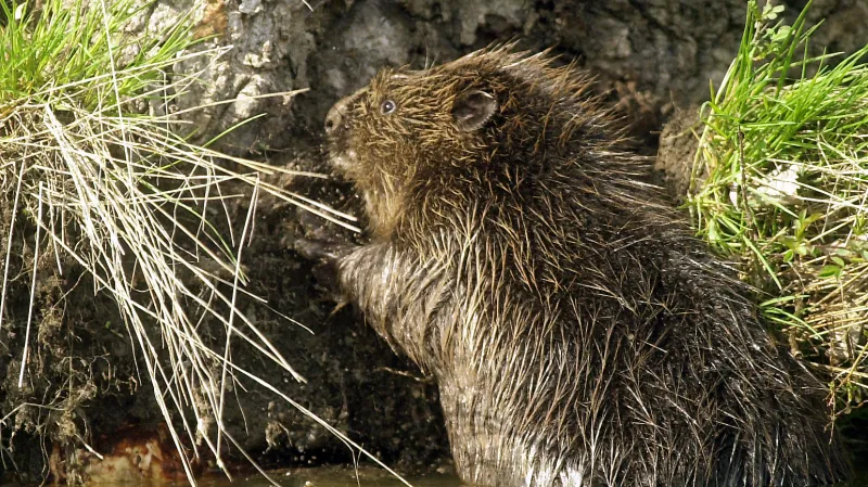 Bobr evropský
