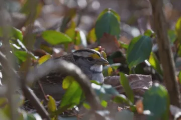 Za úbytek ptactva může intenzivní zemědělství, ukazuje nový výzkum
