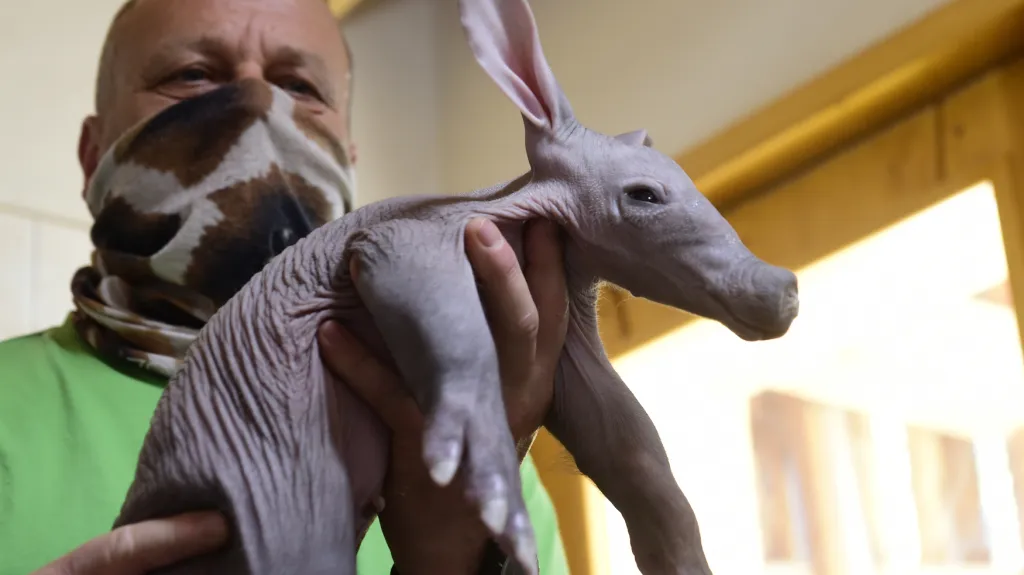 Mládě hrabáče kapského v olomoucké zoo