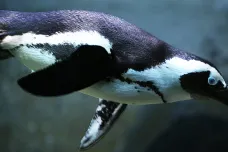 Tučňáci na sebe křičí podle stejných pravidel jako lidé, ukázal výzkum