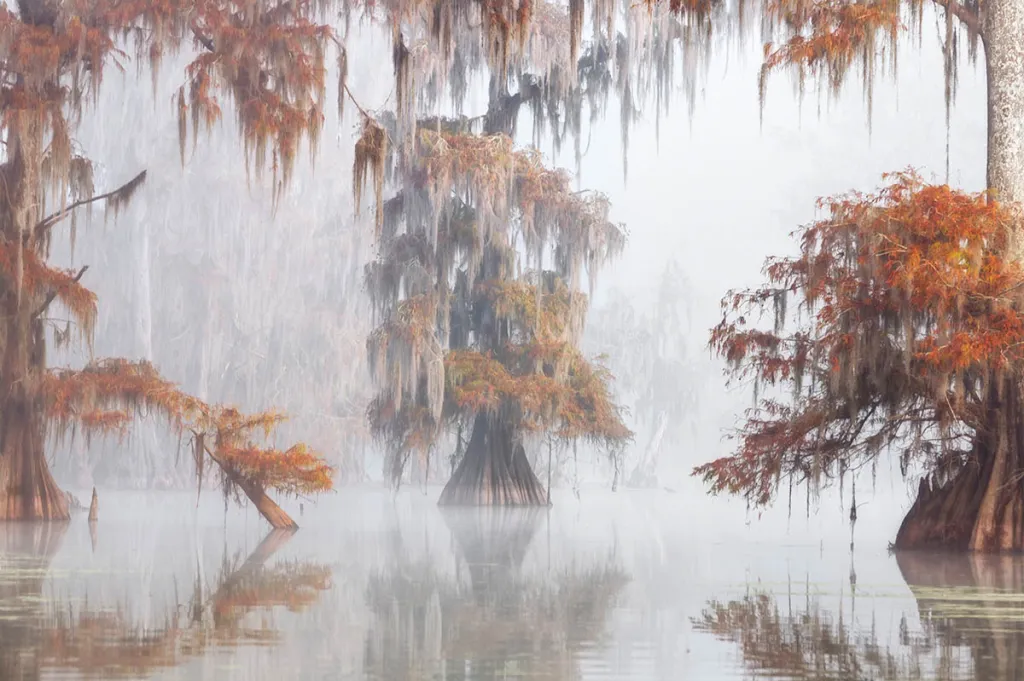 Vítěz kategorie Trees, Woods & Forests. Atchafalaya Basin, Louisiana, USA