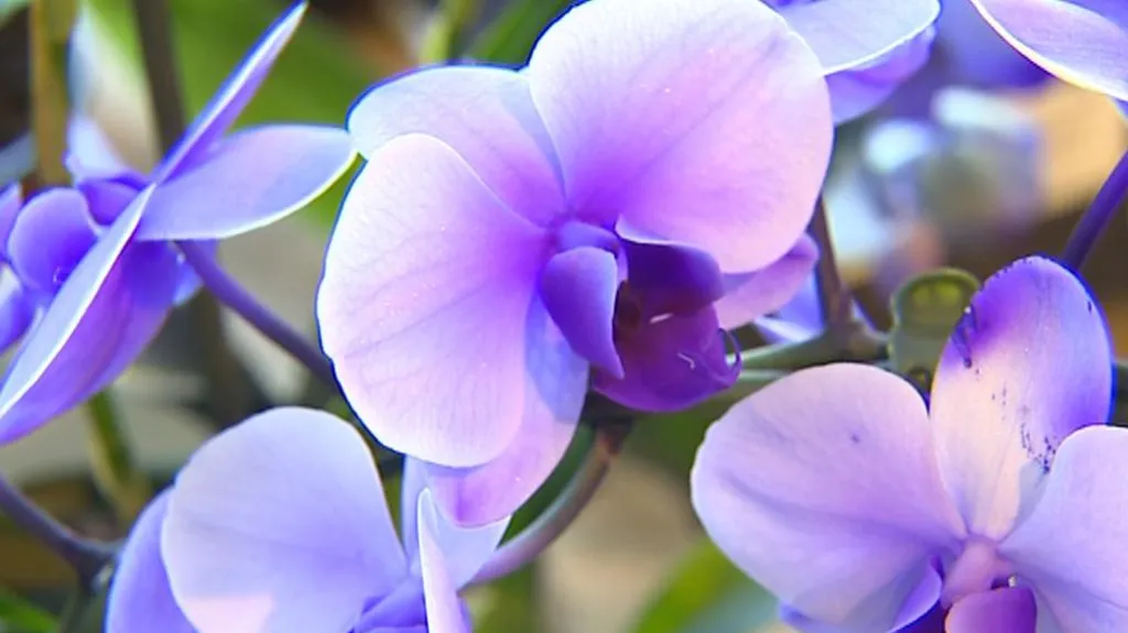 Z výstavy orchidejí