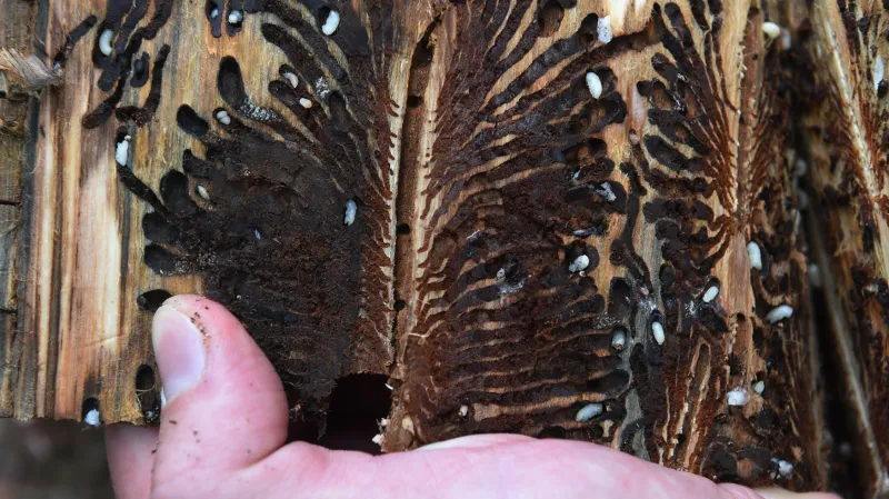 Smrk napadený kůrovcem