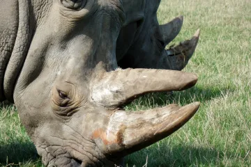 Některé druhy jsme našli, jiné vyhubili: tvorové, které nově známe, i ti, kteří už tu nejsou