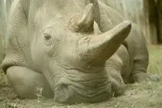 Snaží se zachránit ohrožené nosorožce, lvům nasadí obojky s vysílačkou. Češi pomáhají africké přírodě
