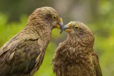 Novozélandští papoušci využívají při rozhodování teorii pravděpodobnosti, stejně jako lidé 