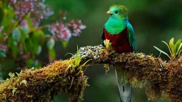 Kvesal chocholatý, Kostarika, 2016. Kvesali chocholatí patří jednoznačně k nejkrásnějším ptákům tropických oblastí střední Ameriky. A to i v případě, když má ještě mladý pták nenarostlá, později velmi impozantní ocasní pera.