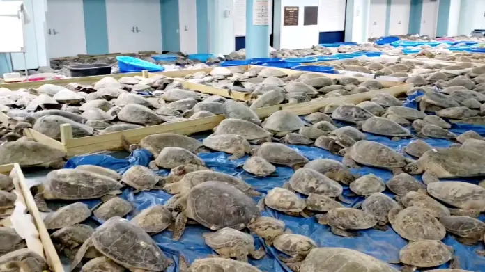 Mořské želvy zachráněné před mrazivým počasím