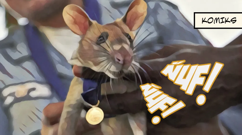 Cvičené krysy pomáhají odhalovat miny