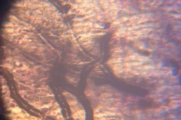 Původní české raky zabíjí mor v Labi, Bečvě i Malši. Může za něj vetřelec: americký rak