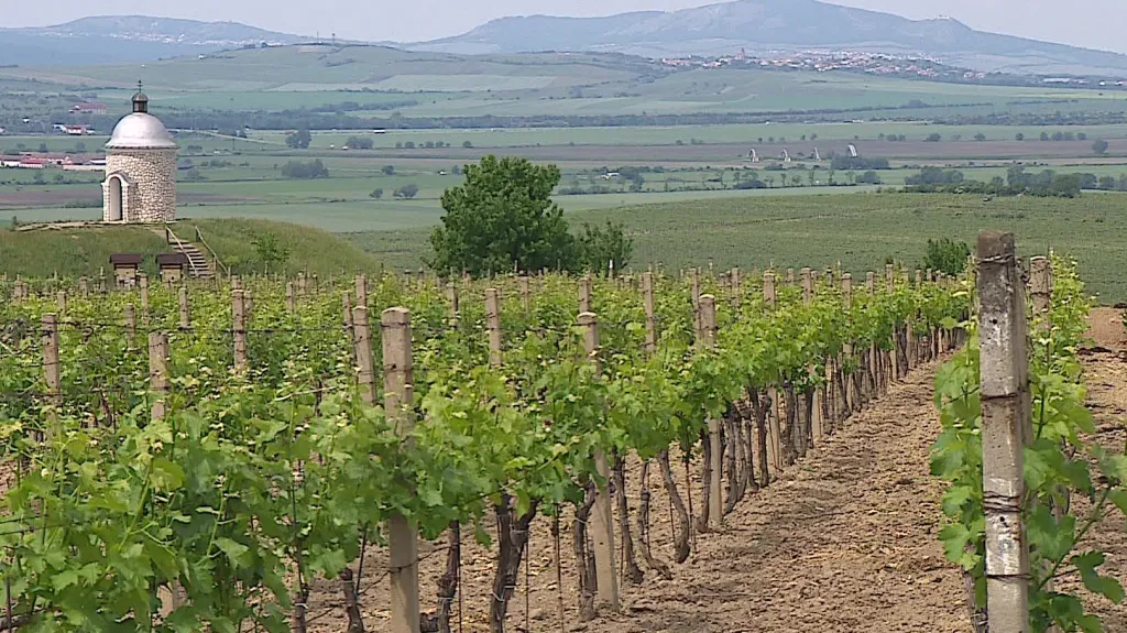 Vinice