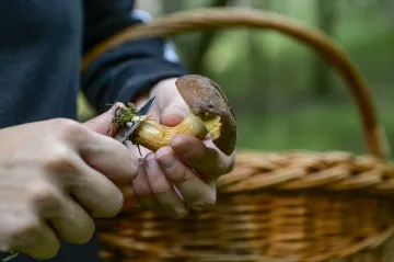 Houbaři riskují vysoké pokuty, za úlovkem míří i do nebezpečného vojenského prostoru