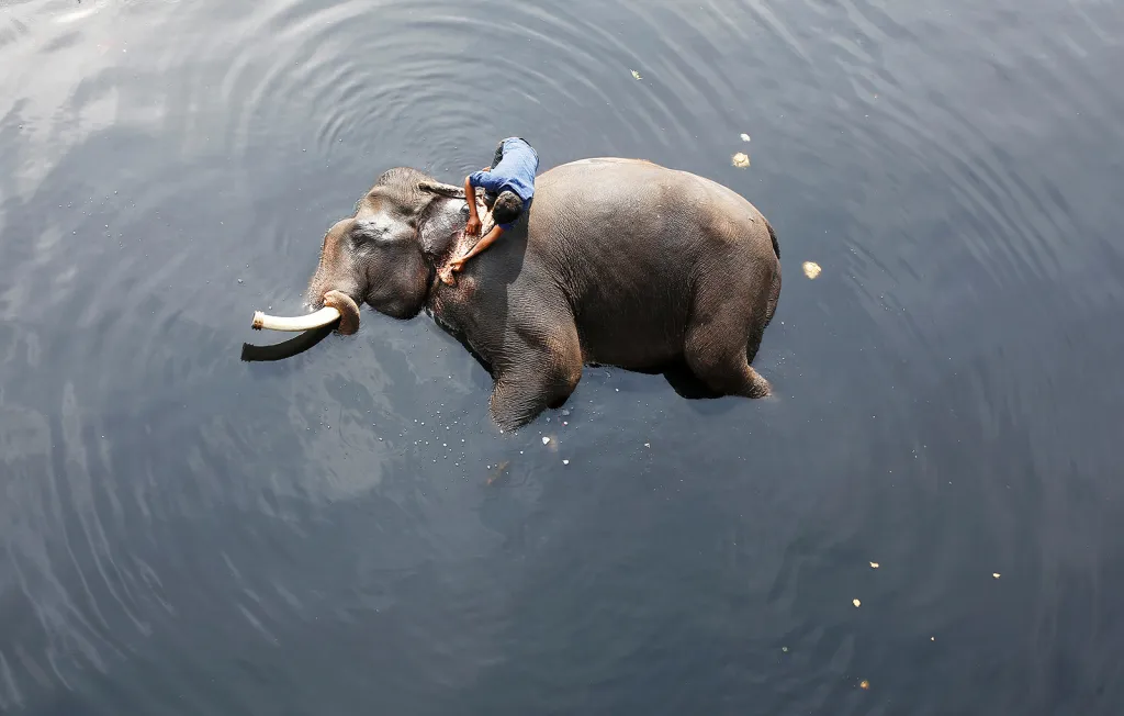 Slonivod umývá uši svému slonovi ve vodách řeky Jamuna v Novém Dillí.