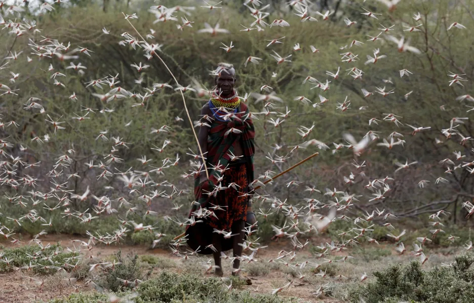 Oblast Tanzánie a Keni pravidelně postihuje nálet sarančat. Nenasytný hmyz plošně útočí na vše zelené v oblasti, kterou napadne. Není vyjímečné, že doslova sežere veškerou úrodu na území o velikosti krajů. Následky pustošení jsou tak velké, že farmáři musejí žádat vládu o poskytnutí potravinové pomoci. Na snímku je muž z kmene Turkana v Keni