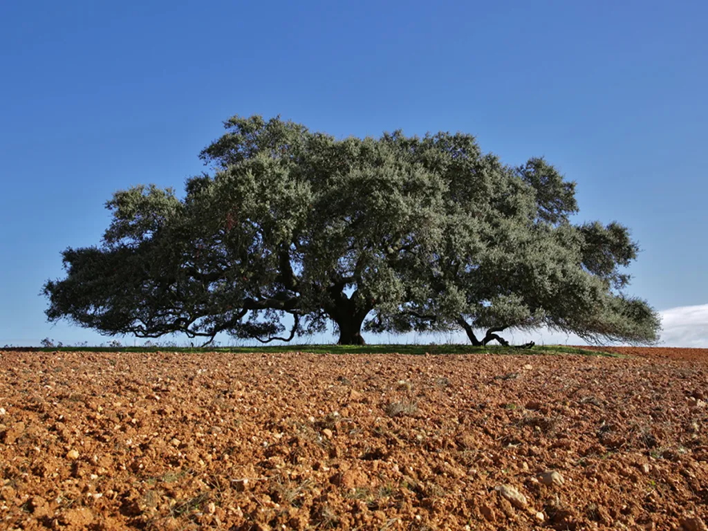 3. místo: Světlý dub cesmínovitý (150 let) z Monte Barbeiro (Portugalsko). Odpočinek pod jeho korunou dělá úmorné vedro v Alentejo snesitelnějším, dovoluje rozjímat nad rozlehlostí okolních plání a cítit mír a klid.