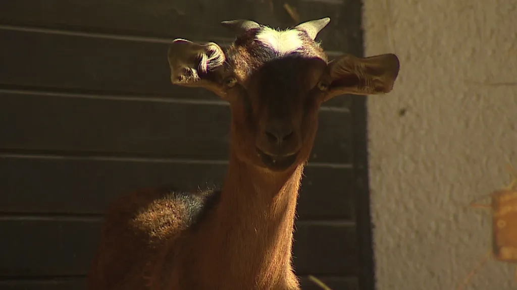 Stádo koz vlastní Veřejná zeleň města Brna