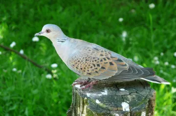 Ptákem roku se stala hrdlička divoká. Už u nás moc necukruje, miliony se jich uloví