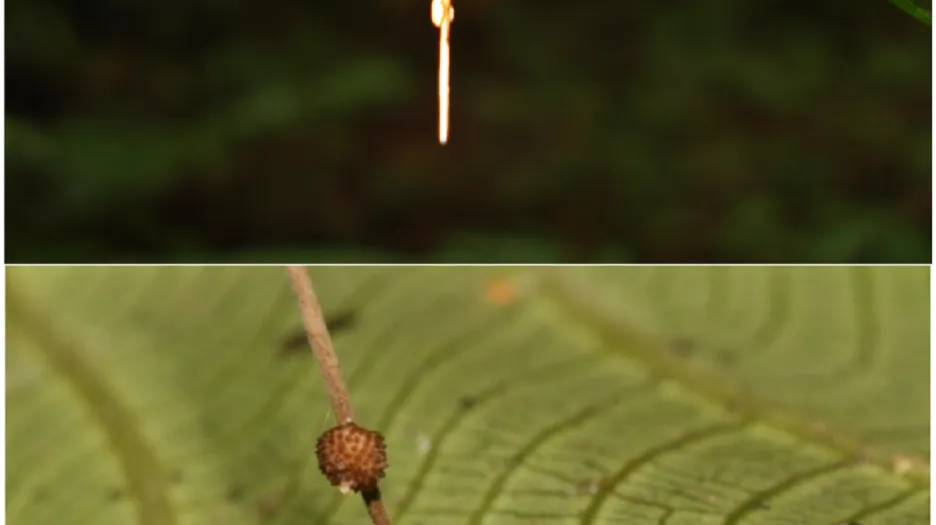 Houba Ophiocordyceps unilateralis zombifikující mravence