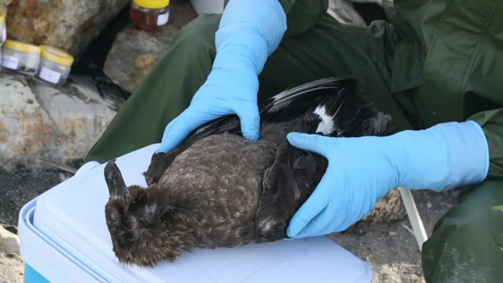 Mrtvá chaluha připravená k pitvě