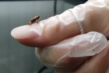 Zmrzlé zoo. Genetické banky jsou nadějí pro ohrožené druhy