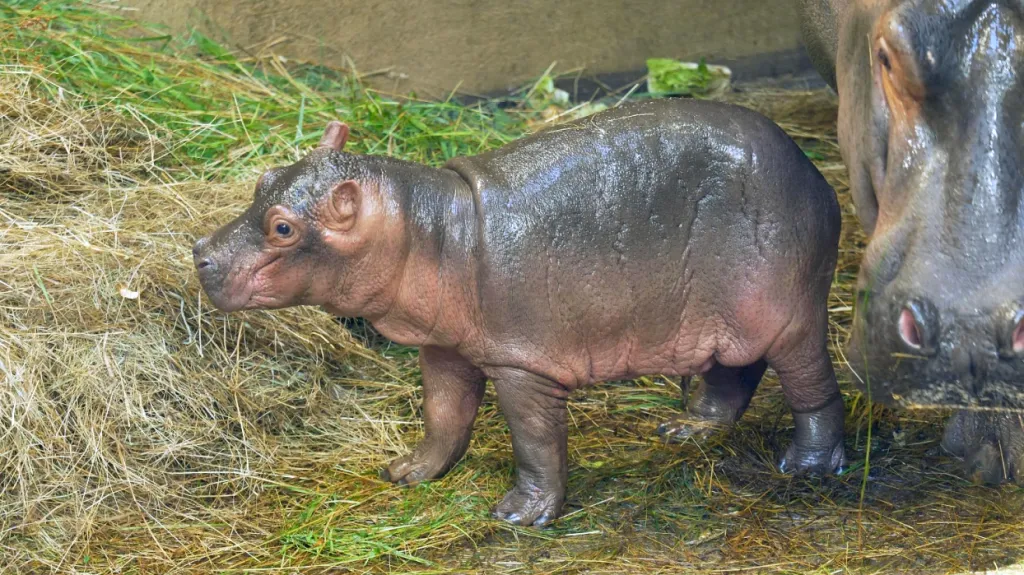 V ostravské zoo se narodilo hroší mládě