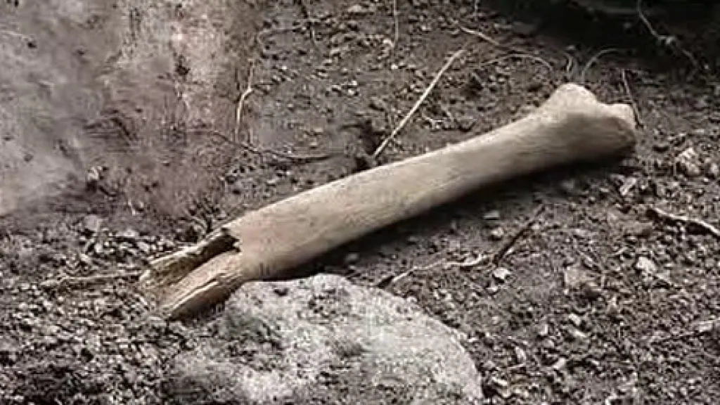 Vykopávky ostatků Přemyslovců