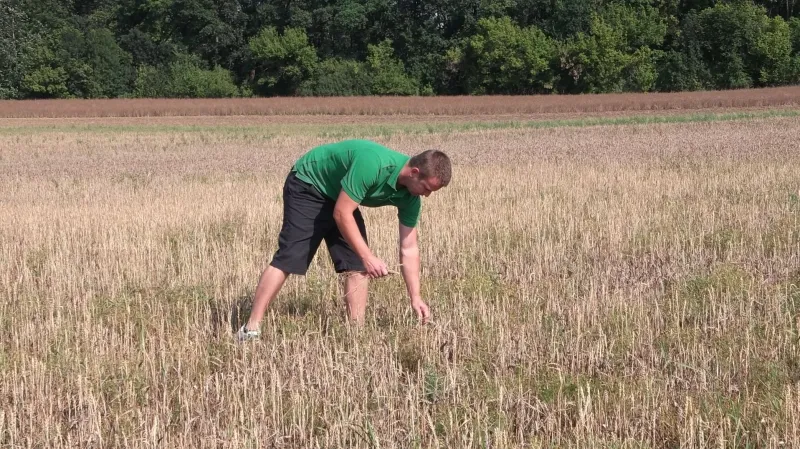 Na některých polích obilí zemědělcům nesahá ani ke kolenům