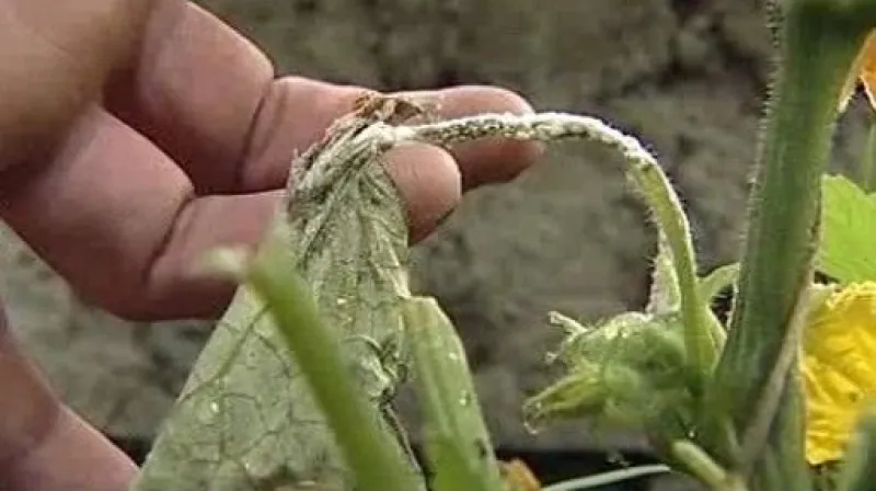 Na Karlovarsku mají problémy s plísní