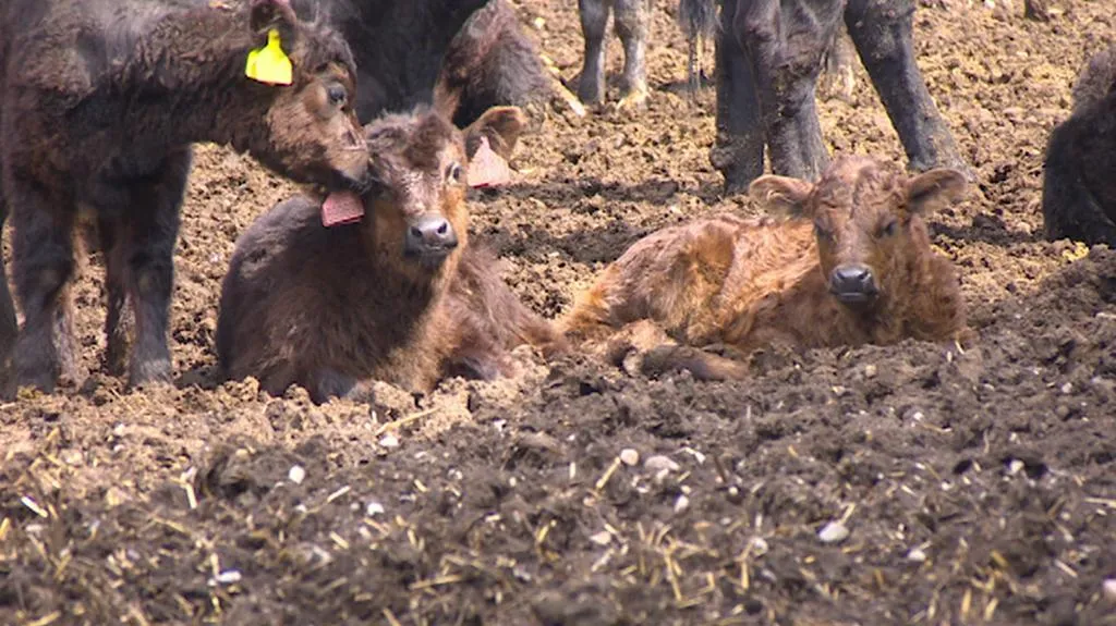 Telata na farmě v Ličně