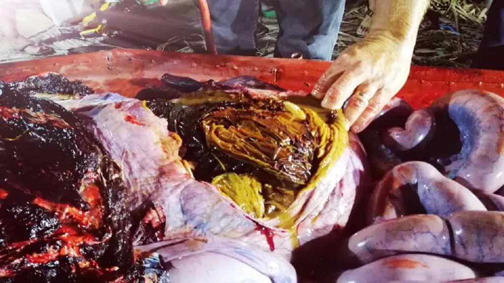 Plasty nalezené v mrtvé velrybě