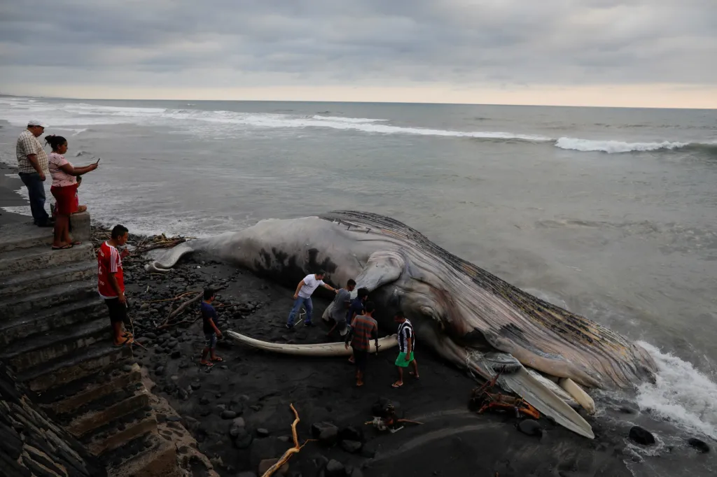 Lidé stojí poblíž těla mrtvého keporkaka poté, co ho vyplavilo moře na břeh na pláži Las Flores v Salvadoru dne 5. listopadu 2021. Salvadorského ministerstva životního prostředí uvedlo, že živočich měřil 15,70 metru a důvod jeho úhynu není známý