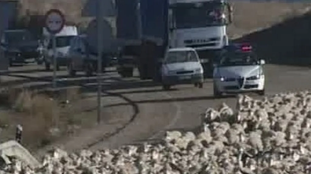 Stádo ovcí na silnici
