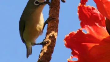 Kruhoočko brýlové