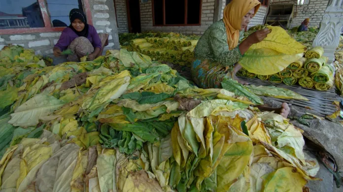 Zpracovávání tabáku v Indonésii