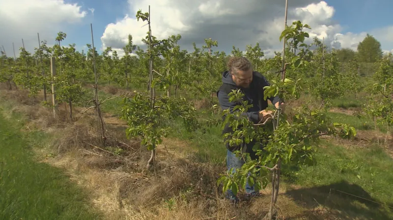 Dopad mrazů na úrodu ovocnářů