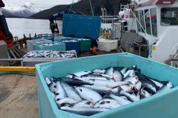 V Norsku třídí ulovené ryby pomocí AI