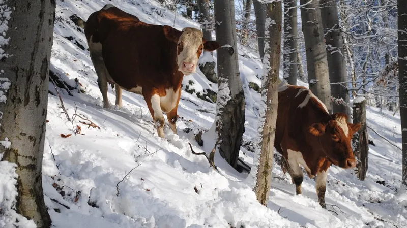 Bella Mia - Česko/Polsko (2013), režie, scénář, kamera: Martin Duba