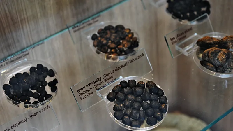 Vystavený trus kopytníků