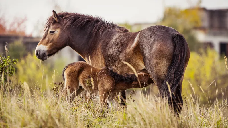 Hříbě divokého koně v Milovicích