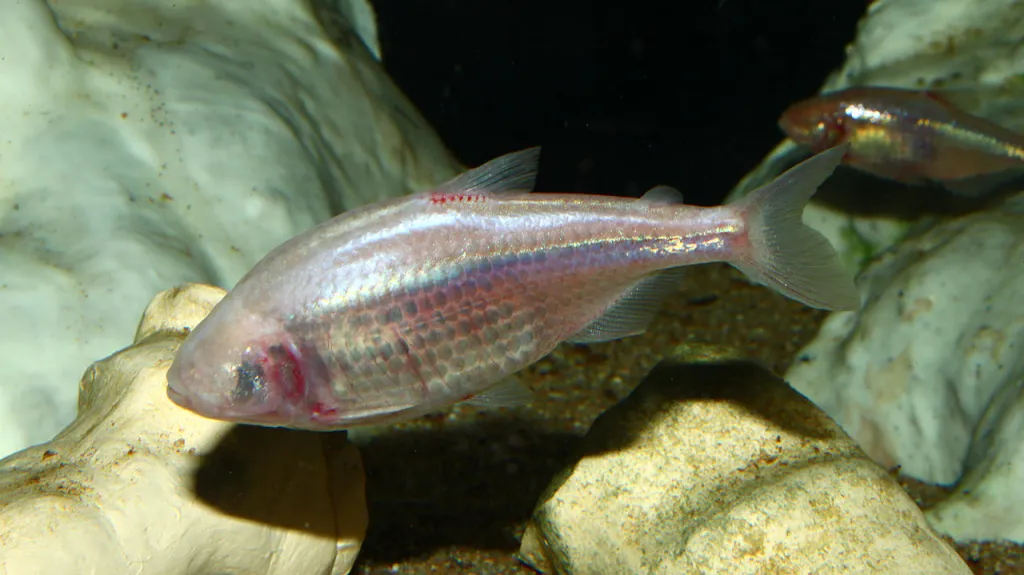 Tetra