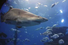 Žraloci s kamerami na ploutvích rozkrývají neznámé mořské louky