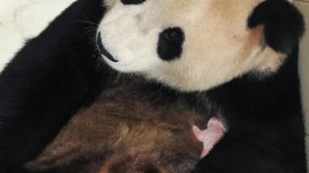Panda Chua Mej