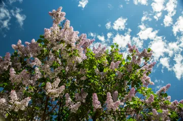 O víkendu se prudce oteplí, v pondělí se čeká až 28 stupňů