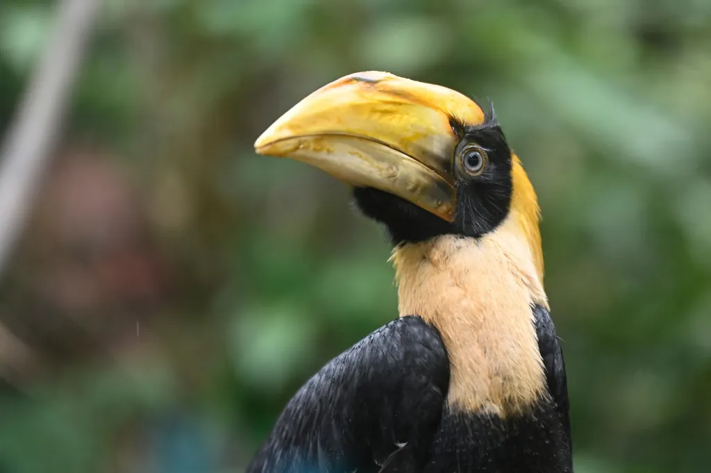 Zlínská zoo odchovala mládě dvojzoborožce indického