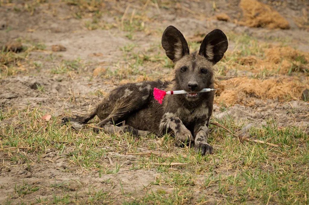 Vítězná fotografie v kategorii Ekologie v akci. Africký divoký pes, který si hraje s uspávací střelou.