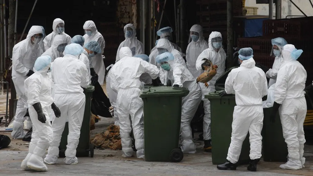 Porážka velkochovu kuřat v Hongkongu