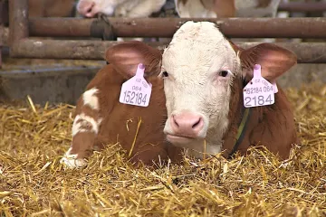 Brněnští vědci nasadili telatům chytré obojky. Kontrolují jejich zdravotní stav