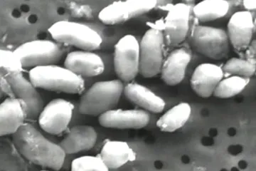 Vědci objevili bakterii s arzenem. Existuje mimozemský život?